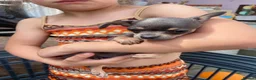 Chihuahua dogs for sale: Litter of chihuahua puppies ready to leave now  in Shipley - Advert 3