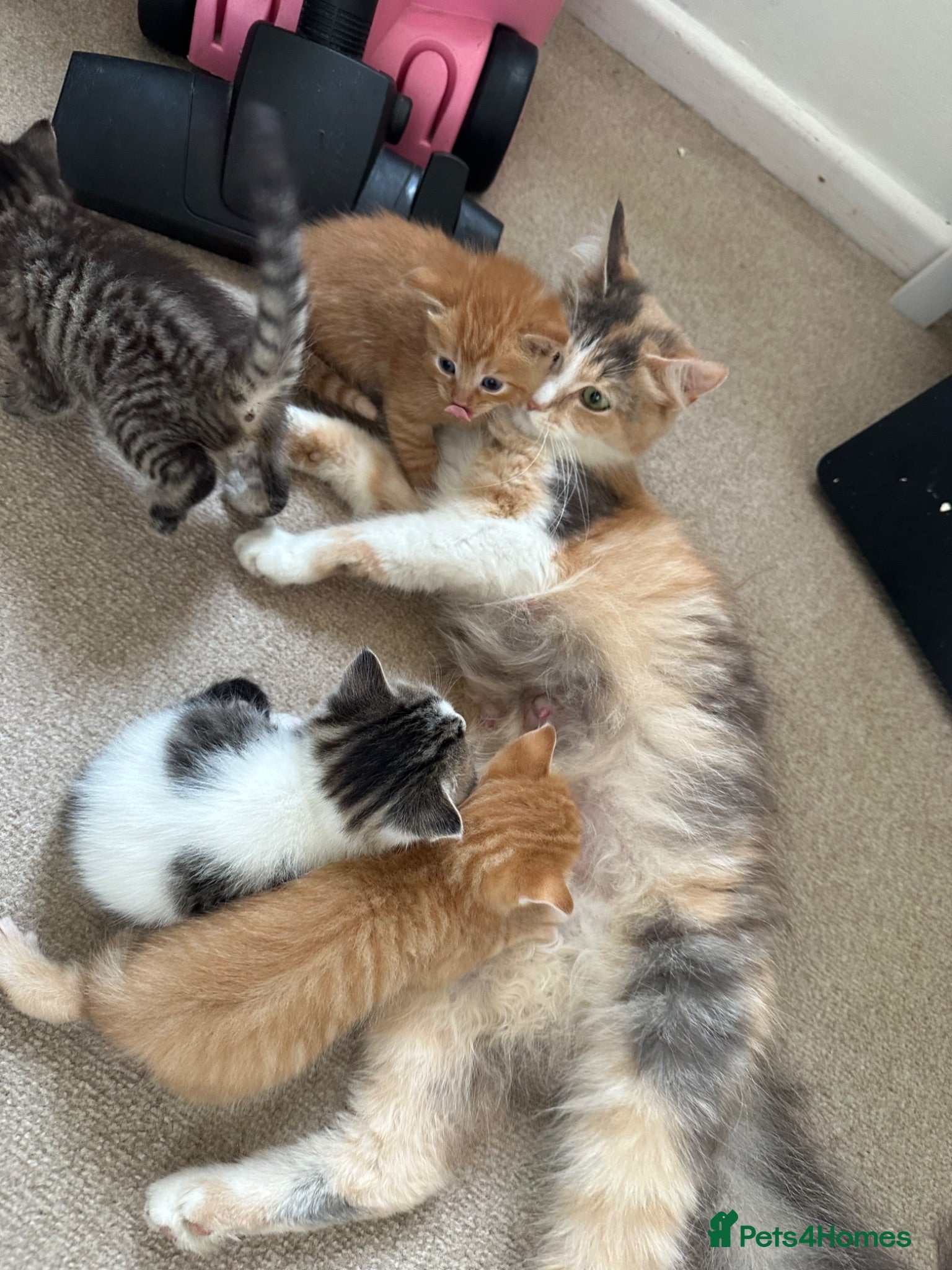 Mixed Breed cats Beautiful little boys  - Advert 5