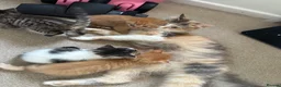 Mixed Breed cats for sale: Beautiful little boys  - Advert 1
