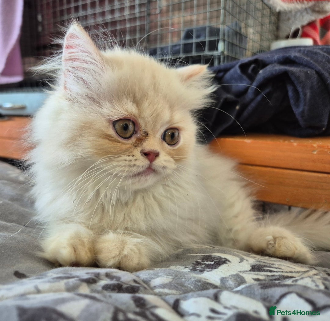 Persian cats for sale: Adorable Female Chinchilla Persian - ready now - Image 27