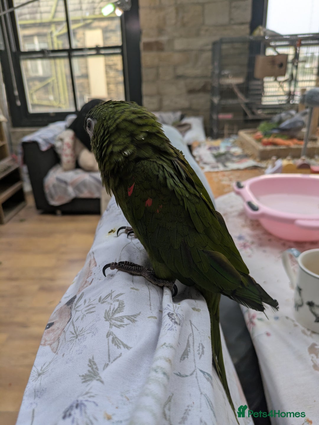 Macaws birds for sale: Ara Hahna red shouldered macaw tamed babies - Image 8