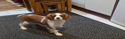 Cavalier King Charles Spaniel dogs for sale: KC Reg Cavalier King Charles pups Fully Vaccinated - Advert 7