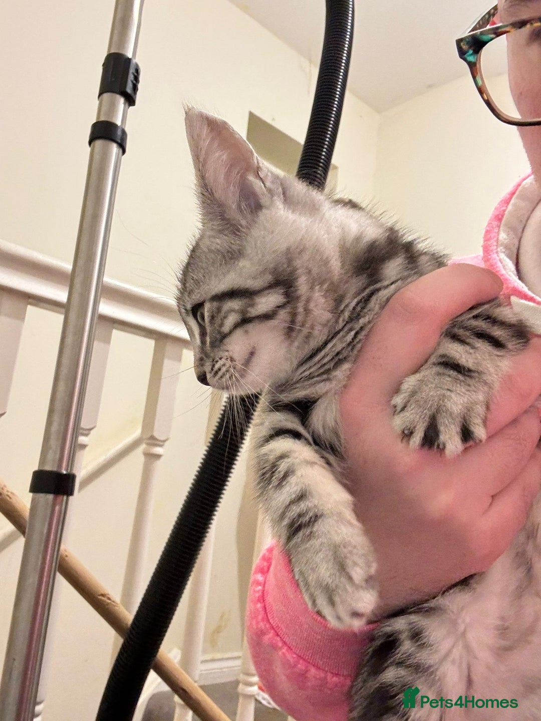 Maine Coon cats for sale: Beautiful, friendly playful Maine Coon cross kits - Advert 11