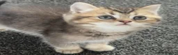 British Shorthair cats for sale: Only 3 gorgeaus e kitty are left  - Advert 7