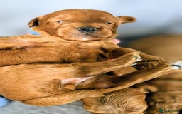 Cockapoo dogs for sale: GENUINE F1B COCKAPOO PUPPIES  - Image 14