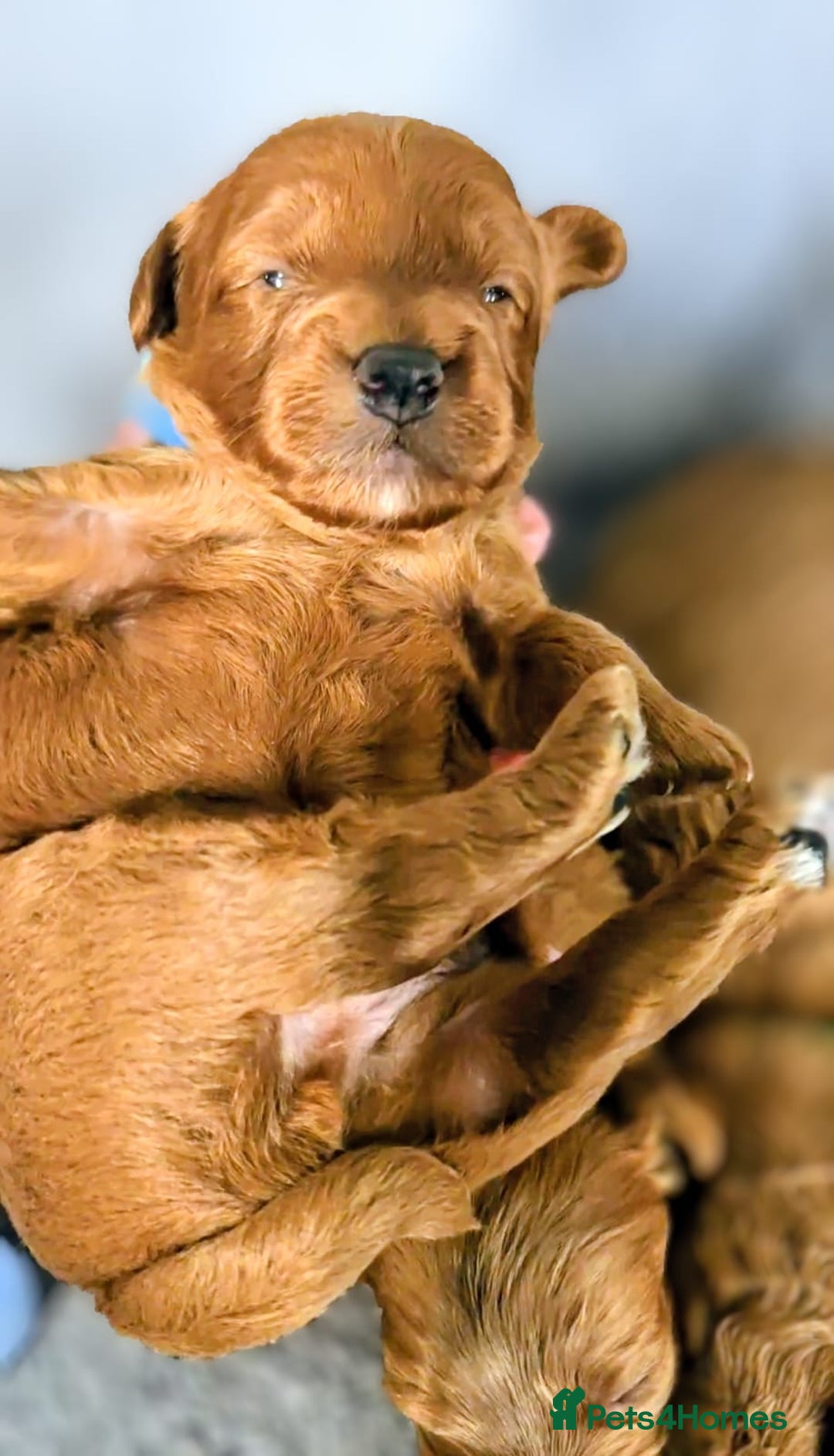 Cockapoo dogs for sale: GENUINE F1B COCKAPOO PUPPIES  - Image 14