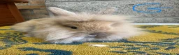 Lionhead rabbits for sale: Beautiful Lionhead Rabbits For Sale  - Advert 26