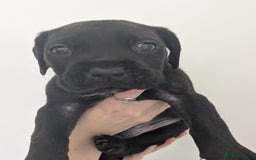Cane Corso dogs for sale: Cane corso puppies  - Image 5