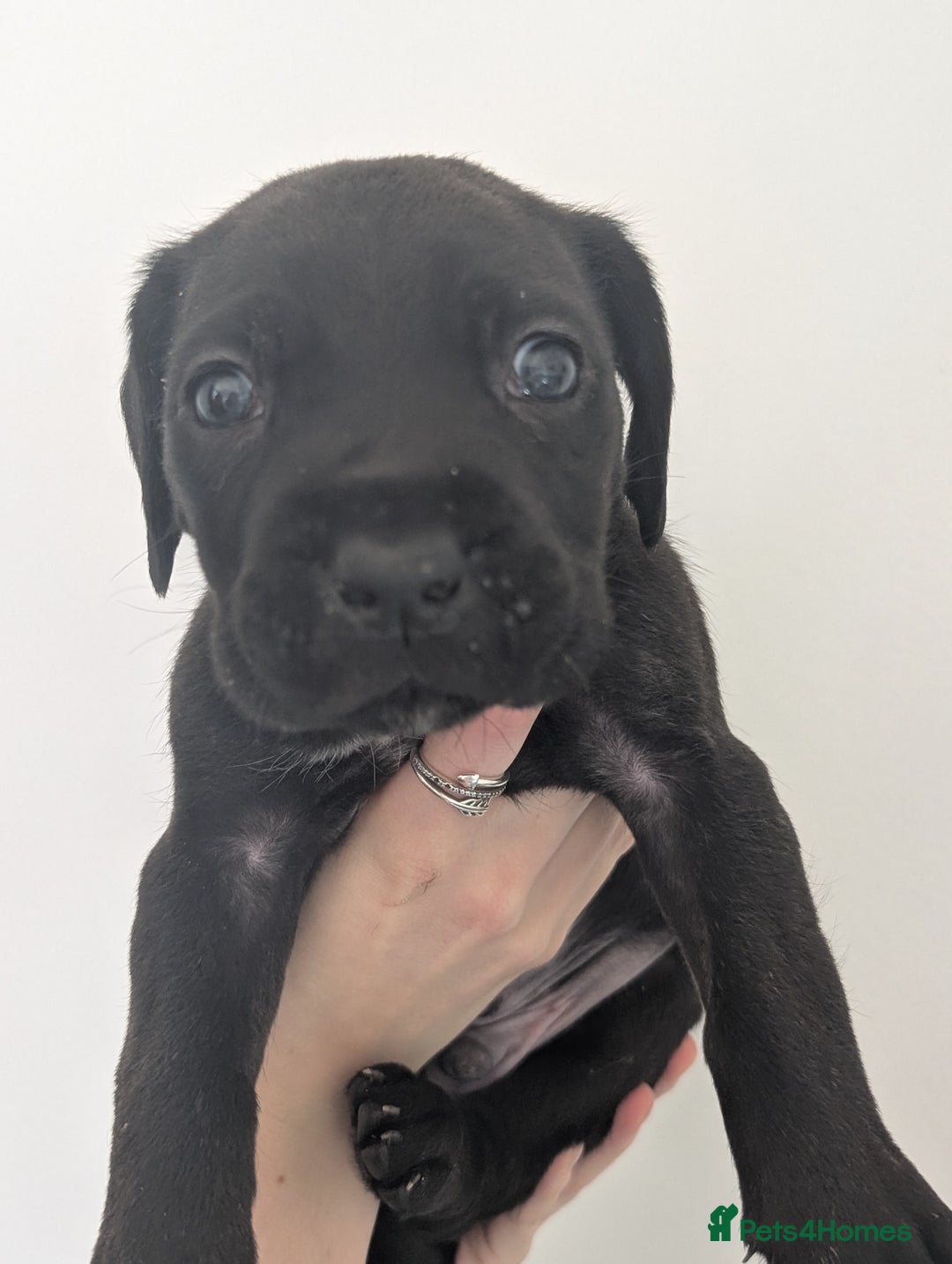Cane Corso dogs for sale: Cane corso puppies  - Image 5