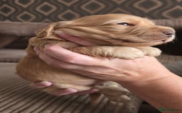 Cockapoo dogs for sale: Female cockapoo cream/beige - Image 13