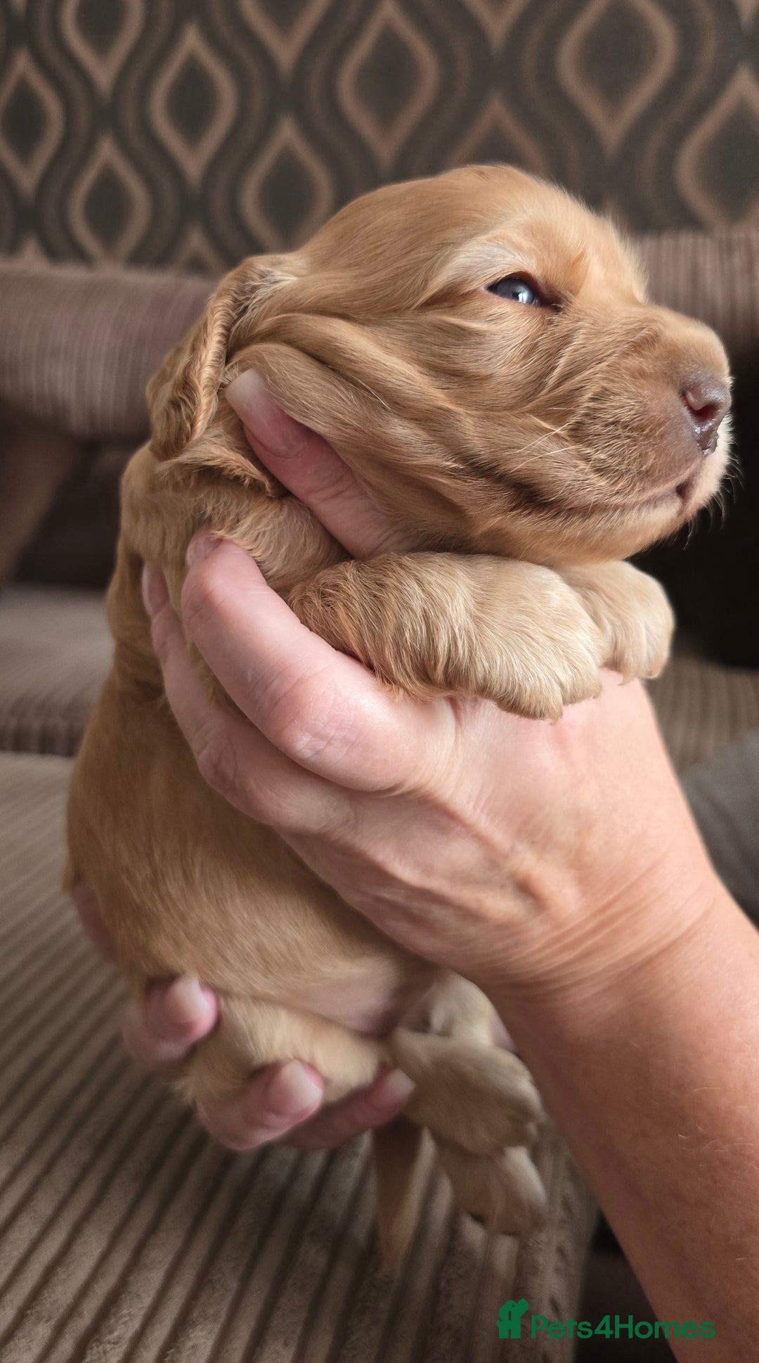 Cockapoo dogs for sale: Female cockapoo cream/beige - Image 13