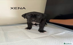 Cane Corso dogs for sale: CANE CORSO. FULL PEDIGREE. CHAMPION BLOODLINE. - Image 2