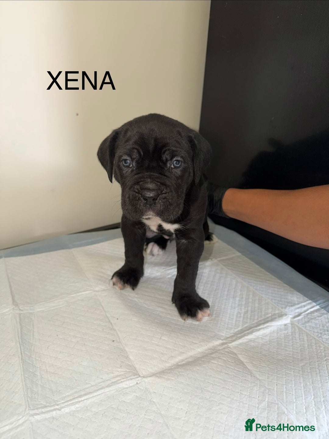 Cane Corso dogs for sale: CANE CORSO. FULL PEDIGREE. CHAMPION BLOODLINE. - Image 2