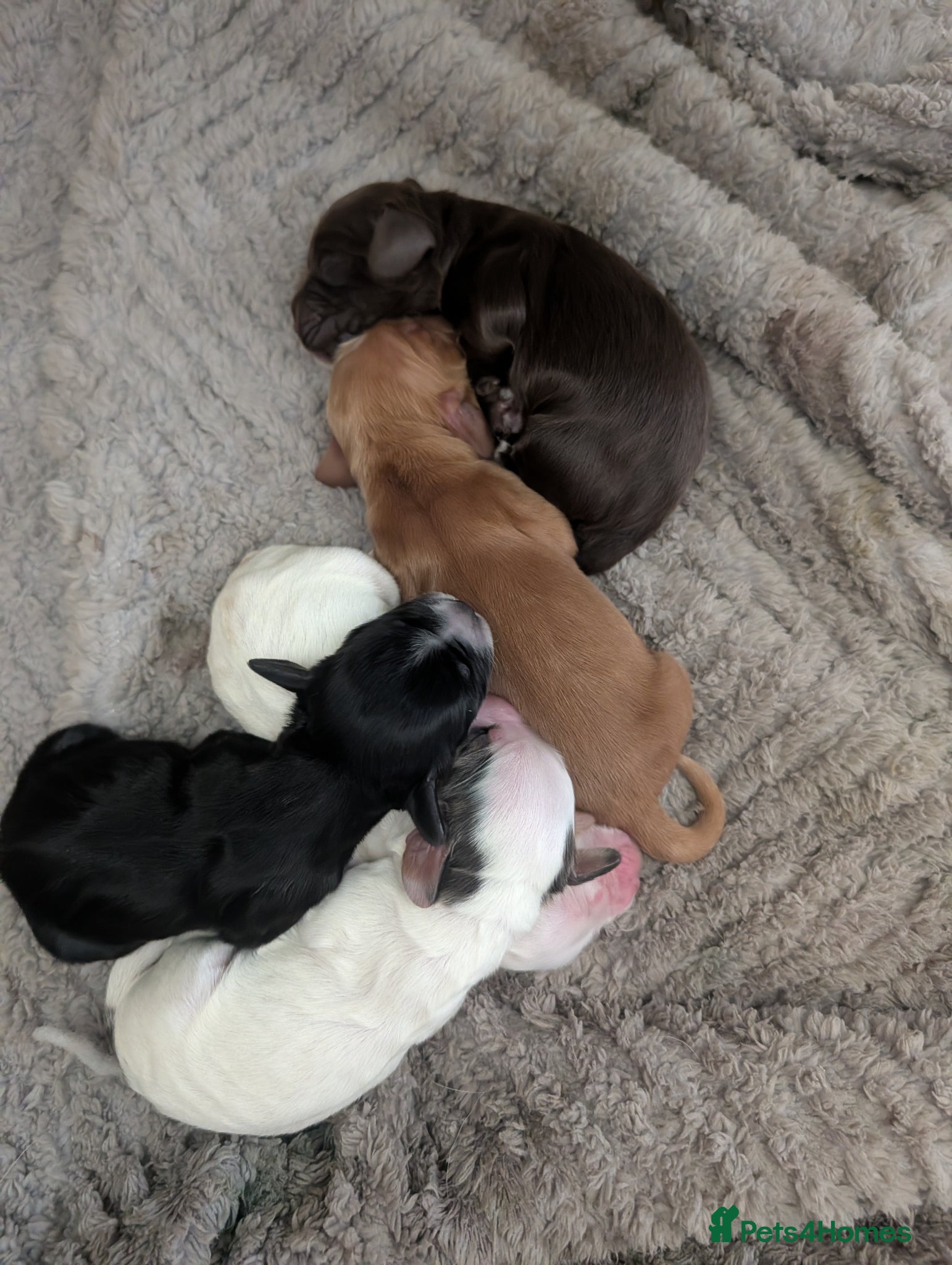 Cocker Spaniel dogs for sale: Beautiful cocker spaniel puppies  - Advert 13