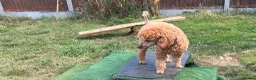 Miniature Poodle dogs for sale: Miniature poodle - Advert 2