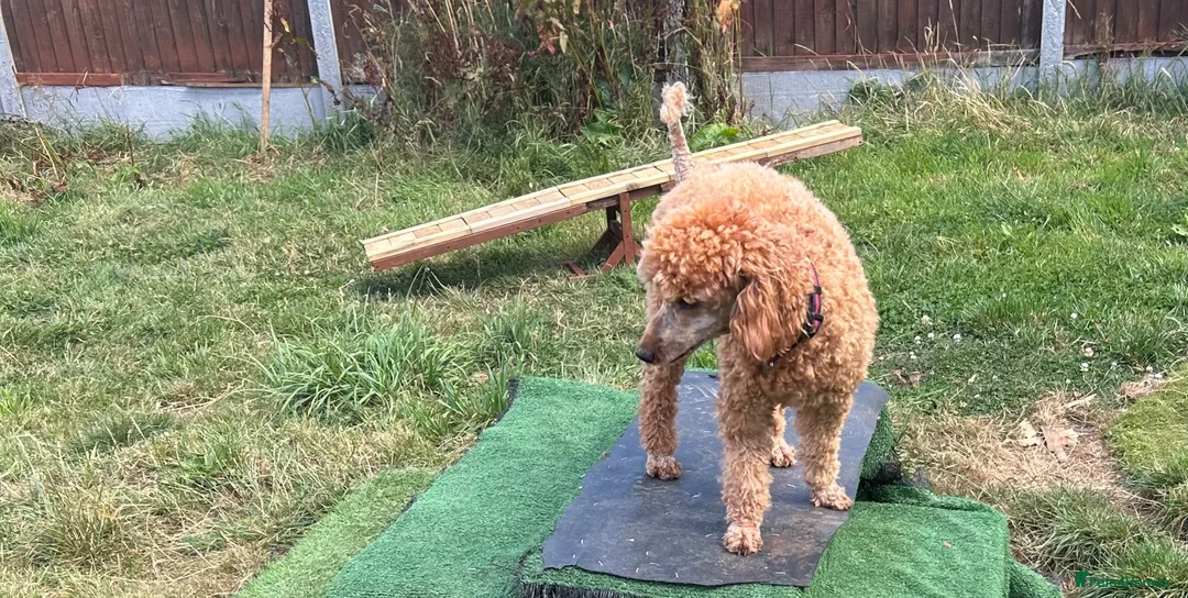 Miniature Poodle dogs for sale: Miniature poodle - Advert 2