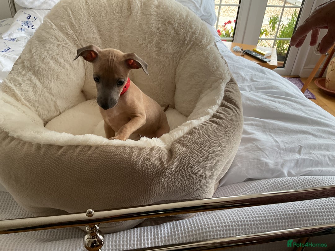 Italian Greyhound dogs for sale:  Beautiful Italian greyhound puppies  - Image 9