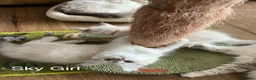 Siberian cats for sale: Amazing Siberian Neva Masquerade/Ragdoll kittens  - Advert 18