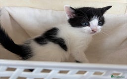 British Shorthair cats for sale: British Shorthair Kittens!  - Image 3