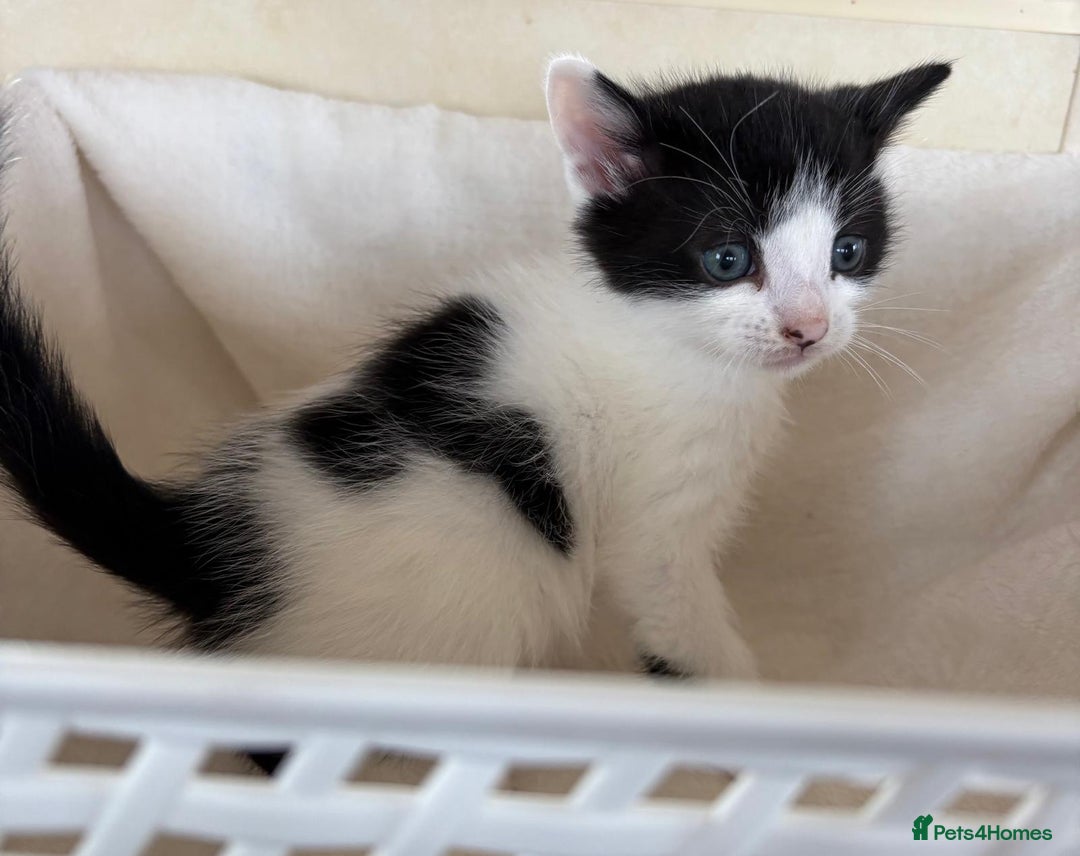 British Shorthair cats for sale: British Shorthair Kittens!  - Image 3