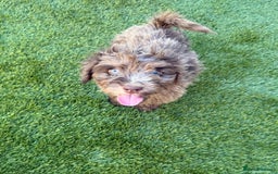 Cockapoo dogs for sale: Adorable f1 Cockapoo puppies 🐶  READY TO GO! in Stourport-on-Severn - Image 15