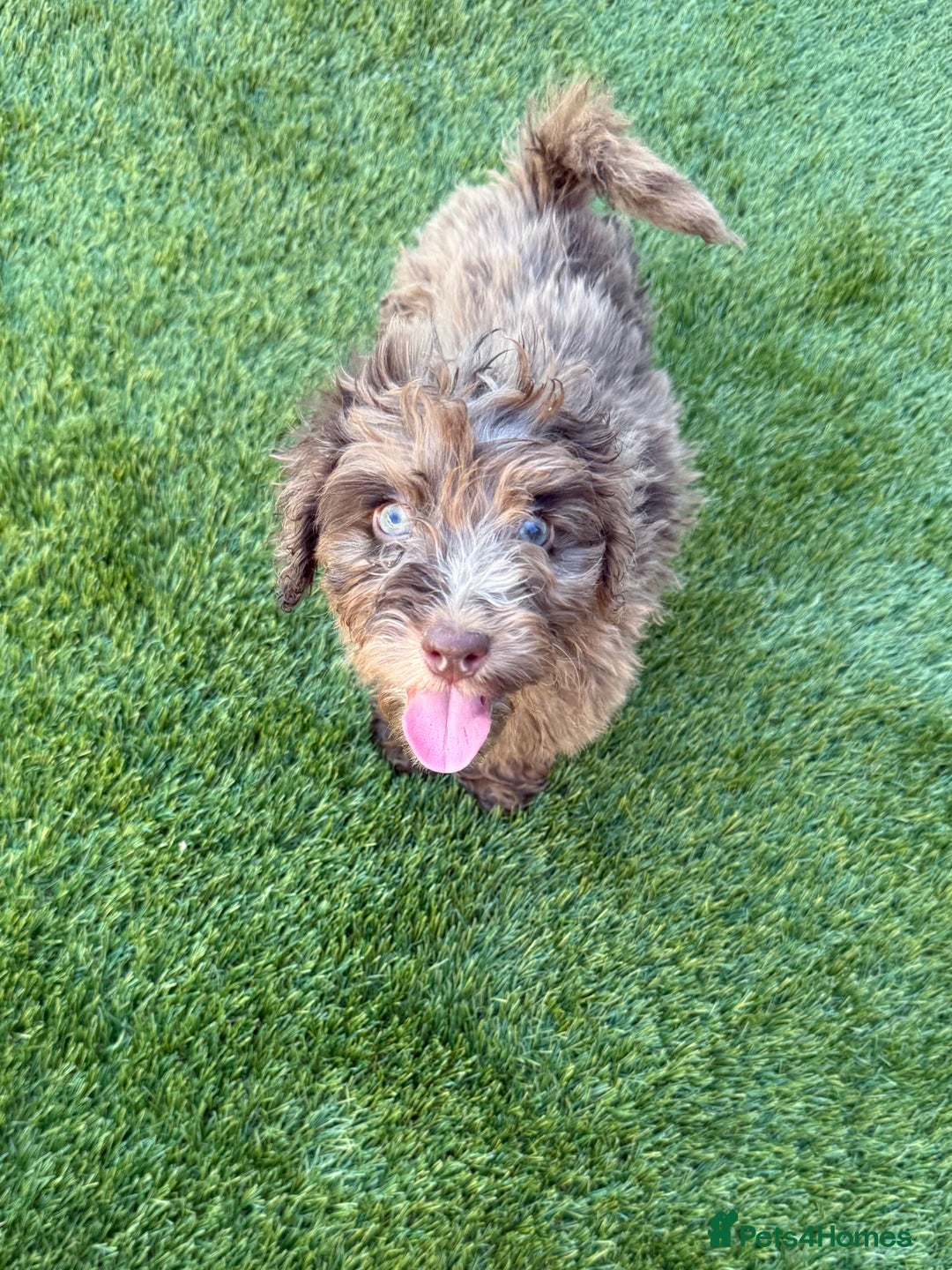 Cockapoo dogs for sale: Adorable f1 Cockapoo puppies 🐶  READY TO GO! in Stourport-on-Severn - Image 15