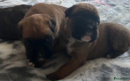 Boxer dogs for sale: Beautiful boxer babies bob/long  - Image 17
