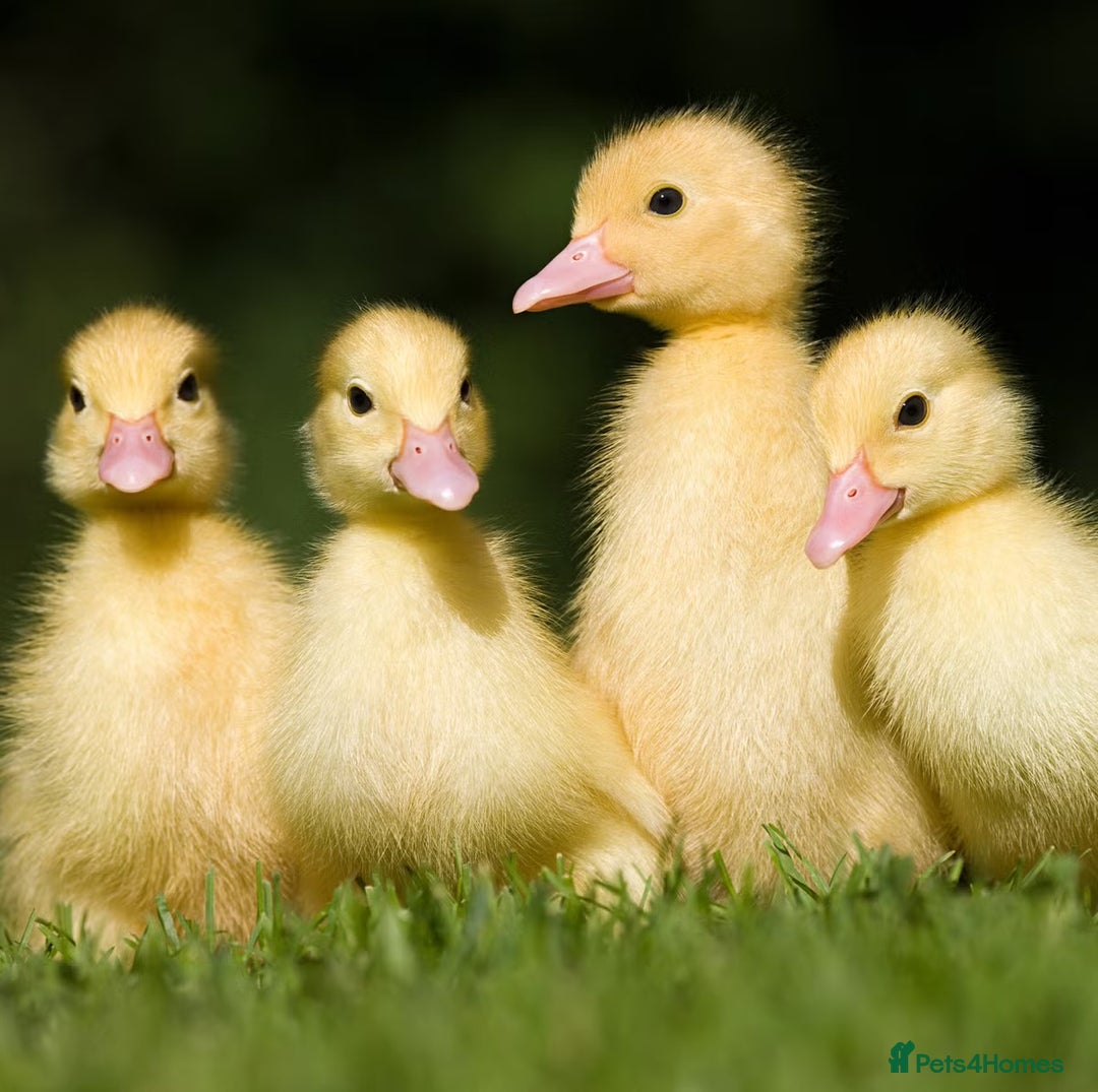 Mixed Breed livestock for sale: WANTED !! any animals needing new home - Image 2