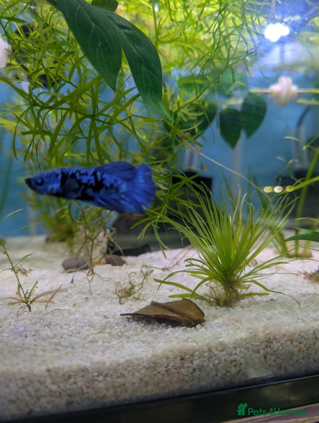 Bettas fish for sale: Avatar male betta - Advert 3