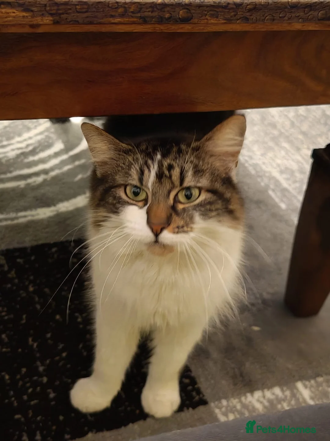 Mixed Breed cats for sale: Krissi - Advert 2