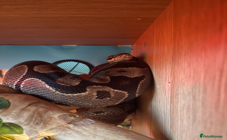 Python Snake reptiles - Advert 5