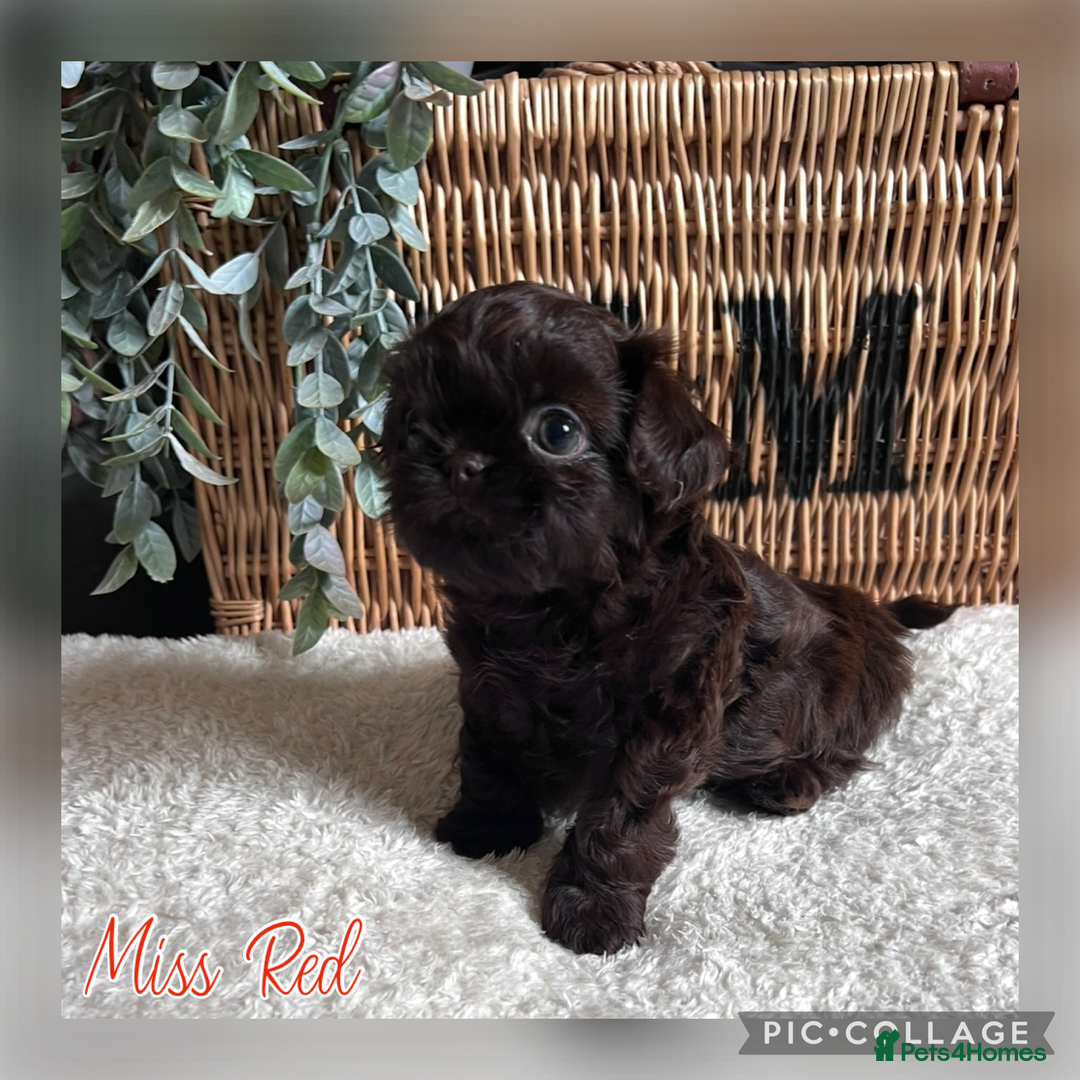 Shih Tzu dogs for sale: Stunning KC chocolate imperial Shihtzu puppies - Image 24