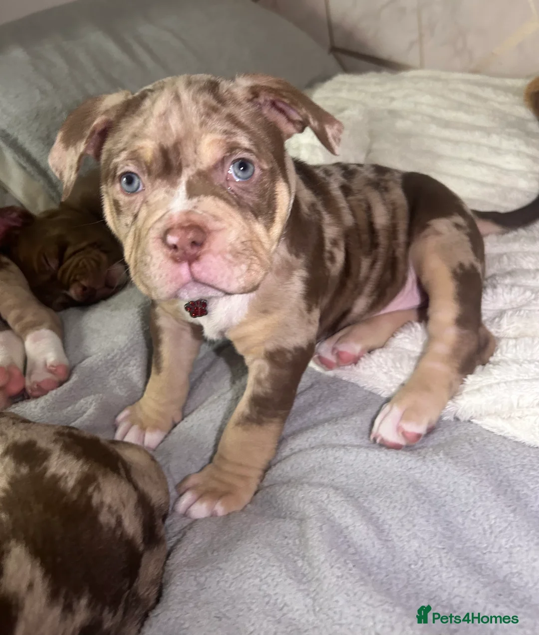 Mixed Breed dogs for sale: 4 girl pocket bully’s ready to go  - Advert 17