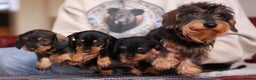 Miniature Dachshund dogs for sale: KC reg Miniature Wirehaired Dachshund pups - Advert 6