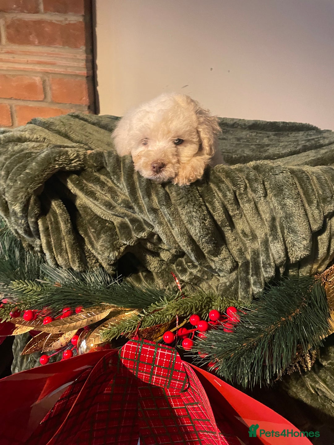 Miniature Poodle dogs for sale: Beautiful miniature poodle puppies  - Advert 7