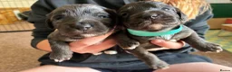 Cockapoo dogs for sale: F1 Cockapoo puppies  - Advert 8