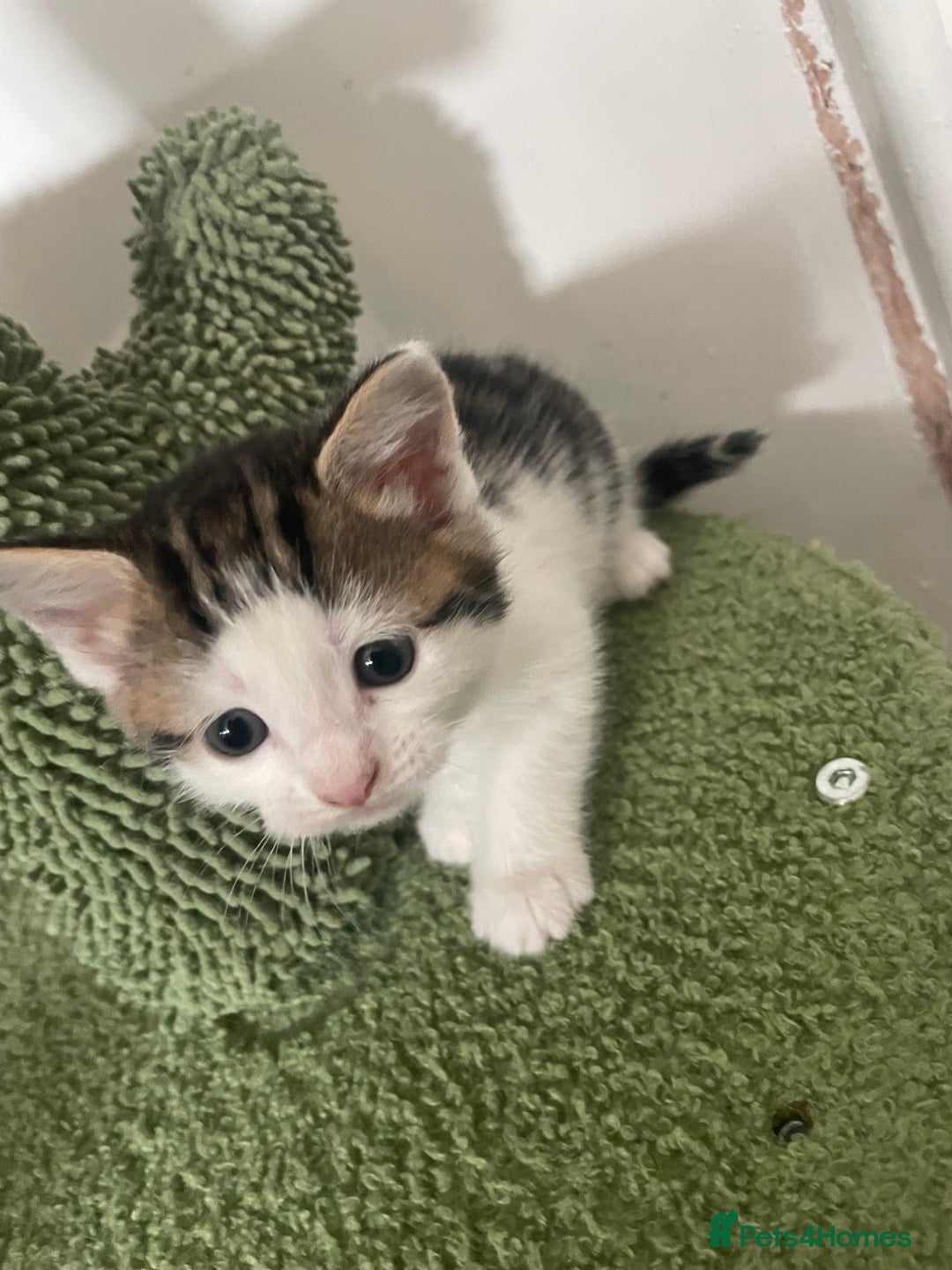 Mixed Breed cats for sale: Kittens 2 female ready  - Image 5