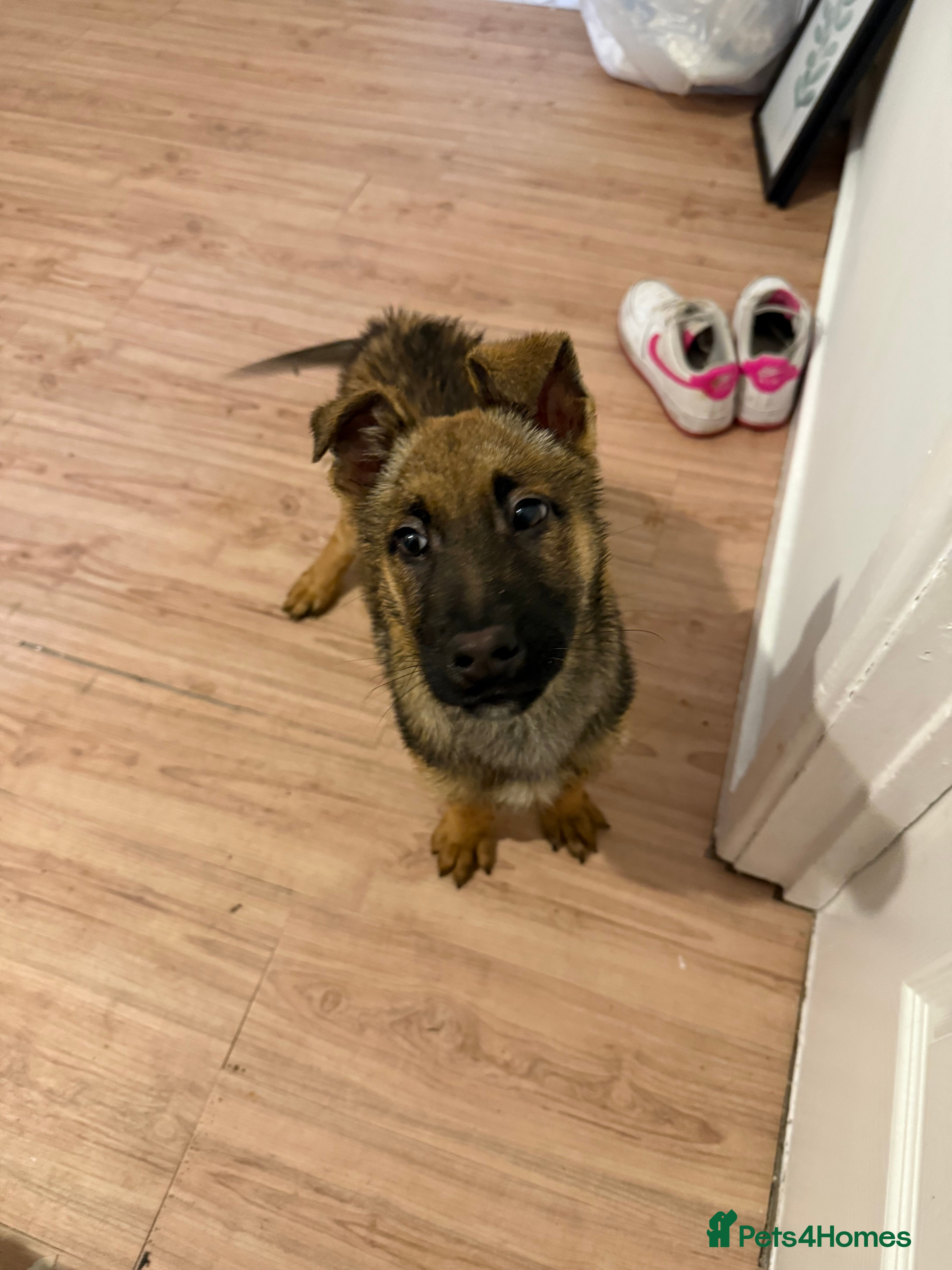 Belgian Shepherd Dog dogs Malinois puppy - Advert 18