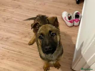 Belgian Shepherd Dog dogs Malinois puppy - Advert 18