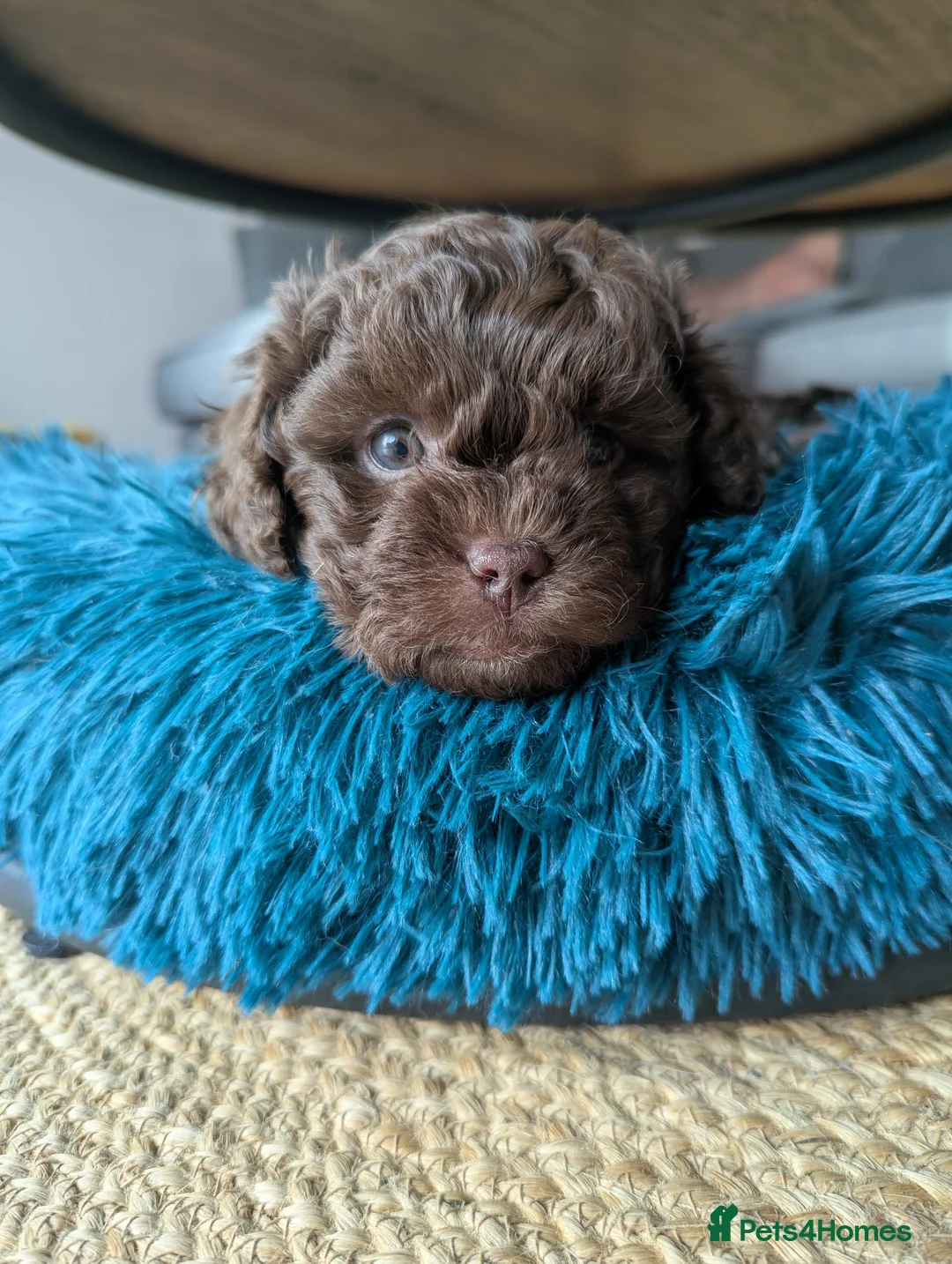 Shihpoo dogs for sale: Beautiful chocolate shihpoos  in Tyn-y-Gongl - Advert 2