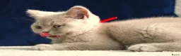 British Shorthair cats for sale: Chunky Teddy Bear ✨ Pure British Shorthair Kittens - Advert 13