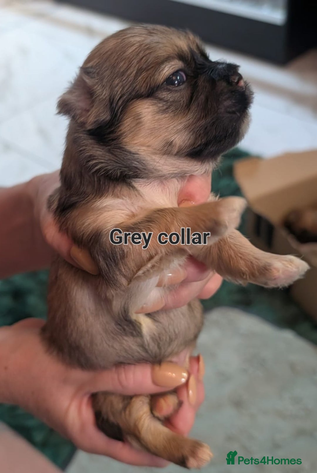 Lhasa Apso dogs for sale: Beautiful Boy Lhasa apsos for sale. - Advert 6