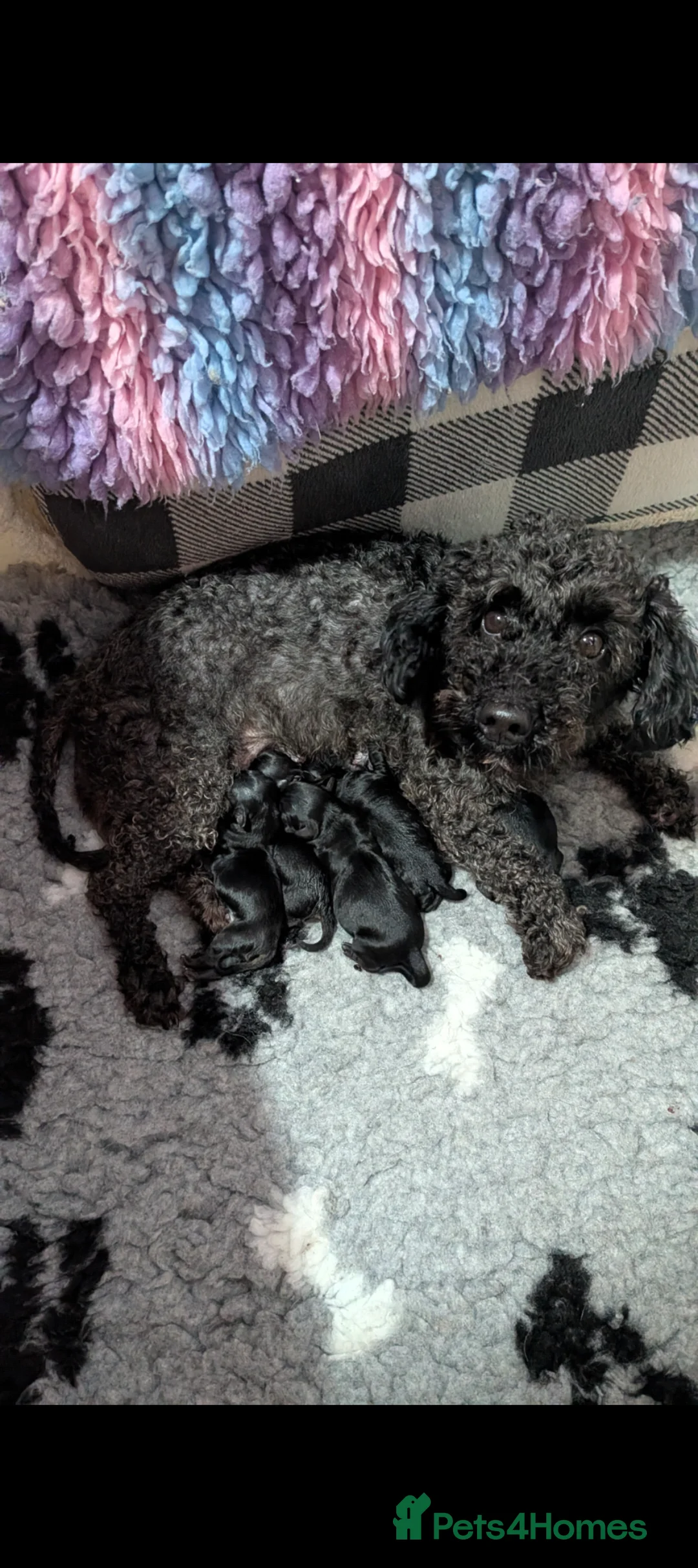 Yorkiepoo dogs for sale: Yorkiepoo puppies - Advert 1