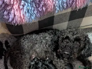 Yorkiepoo dogs Yorkiepoo puppies - Advert 1