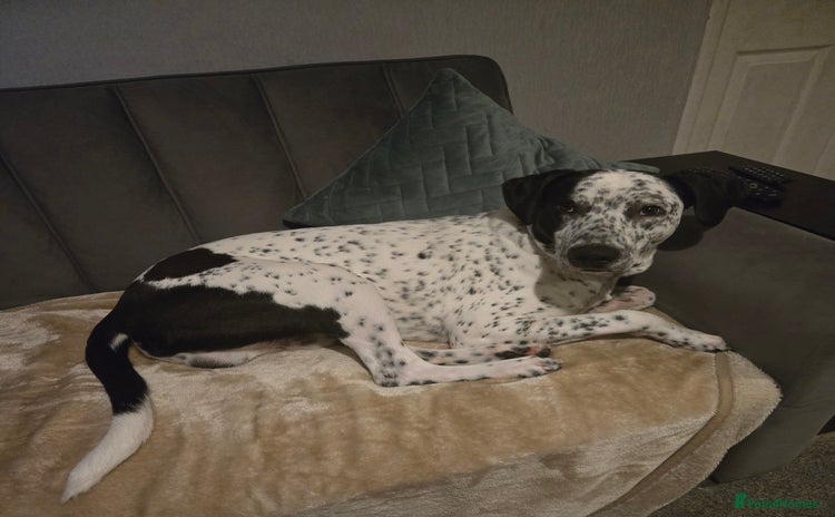 Mixed Breed dogs - Advert 1
