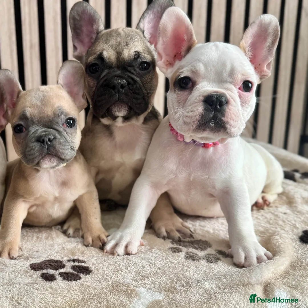 French Bulldog dogs for sale: KC REGISTERED FRENCH BULLDOG 🐶 - Advert 30