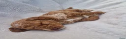 Cockapoo dogs for sale: Rare litter of F1BB cockapoos all hypoallergenic  in Middlesbrough - Advert 23