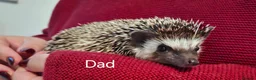 Pygmy Hedgehog rodents for sale: Baby African Pygmy Hedgehogs - Advert 6