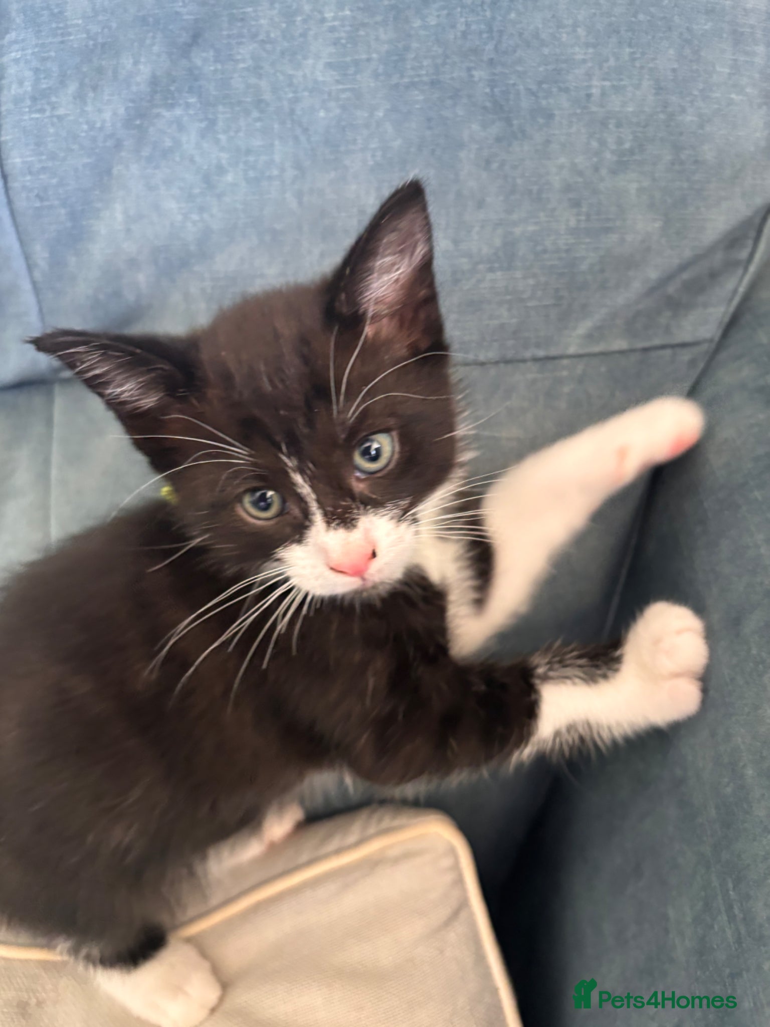 Mixed Breed cats Only 3 LEFT- 6 beautiful kittens.  - Advert 1