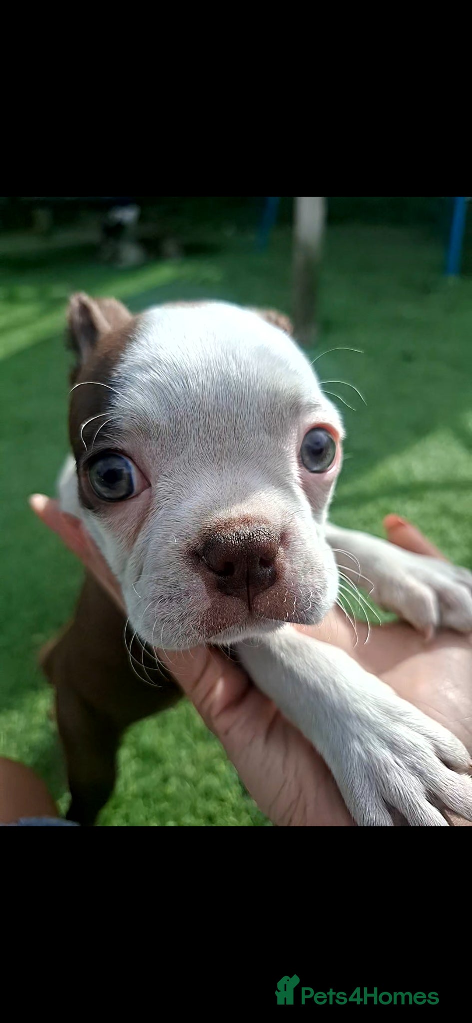 Boston Terrier dogs 2 KC registered Boston terrier pups left!!! - Advert 2